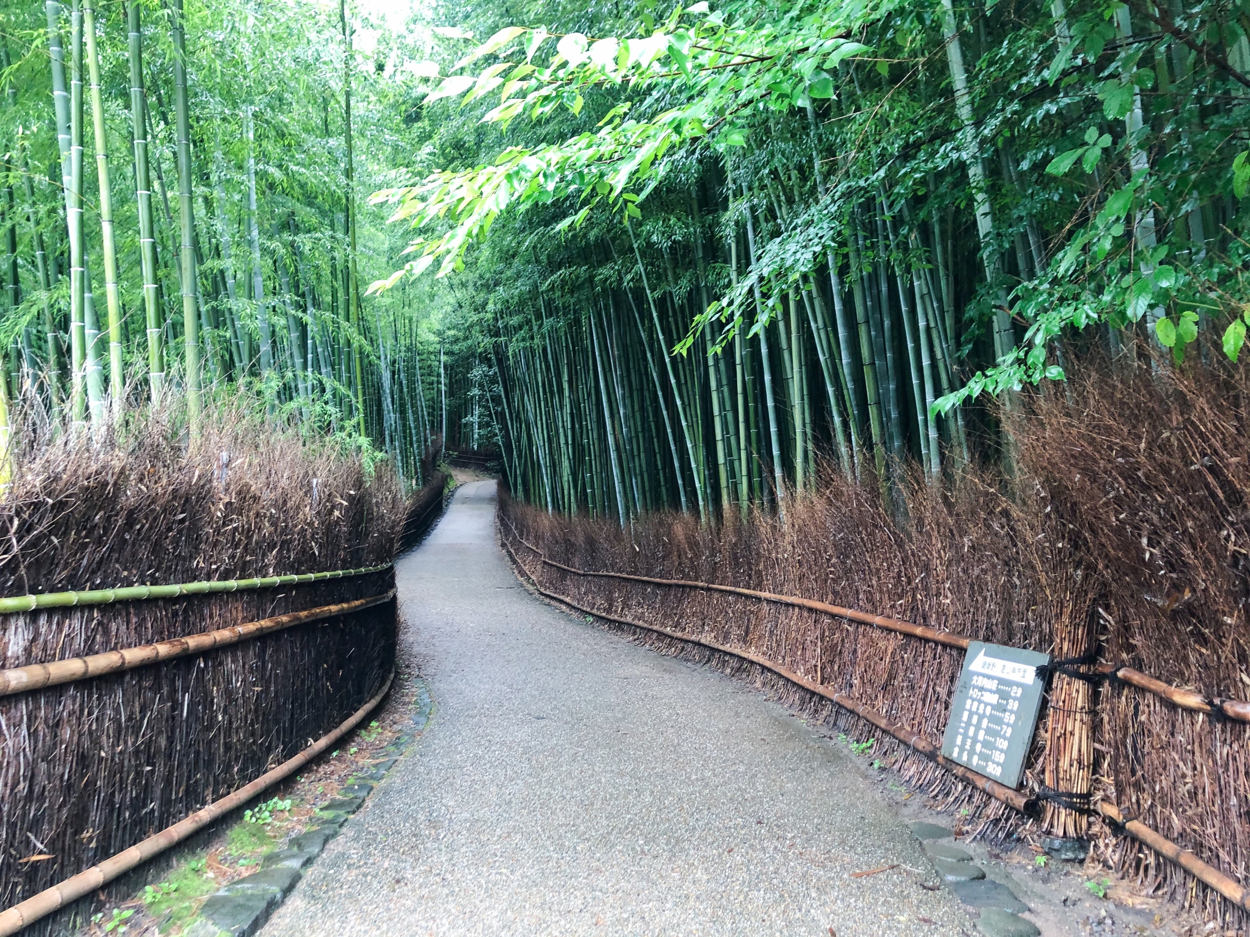 京都女ひとり旅 1日目 絶品京漬物や抹茶スイーツ 嵐山観光 Nori